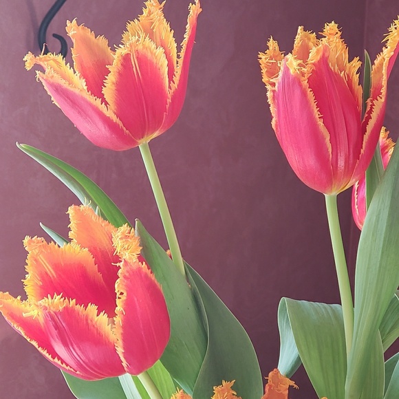 Meet your Posher, Julie - Picture 1 of 1